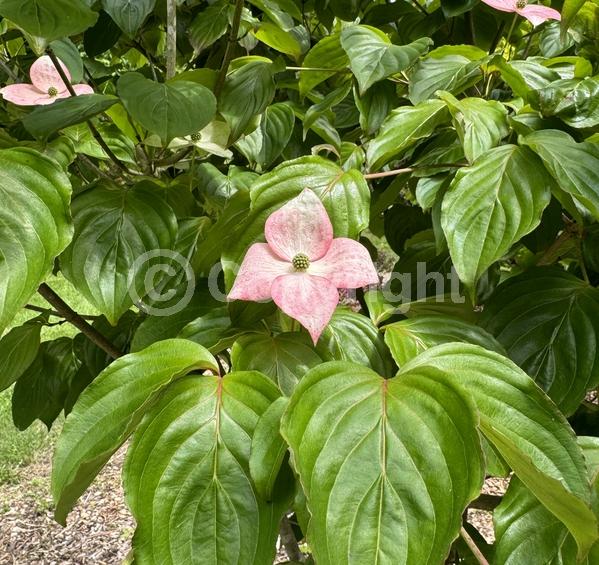 Pink blooms; Deciduous; Broadleaf