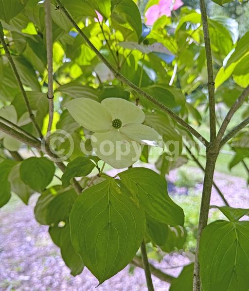 Pink blooms; Deciduous; Broadleaf