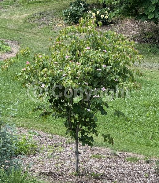 Pink blooms; Deciduous; Broadleaf