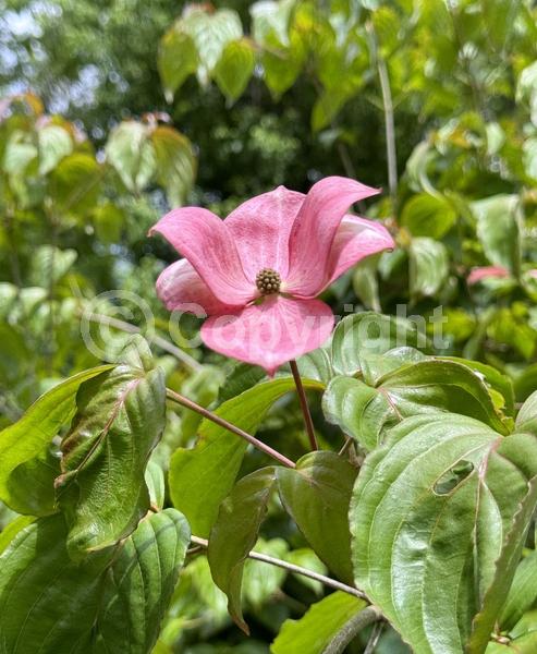 Pink blooms; Deciduous; Broadleaf