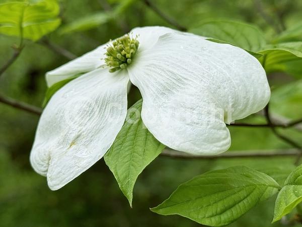 White blooms; Deciduous; Broadleaf; North American Native
