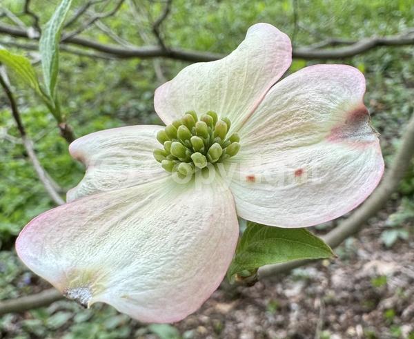 White blooms; Deciduous; Broadleaf; North American Native