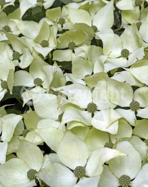 White blooms; Deciduous; Broadleaf