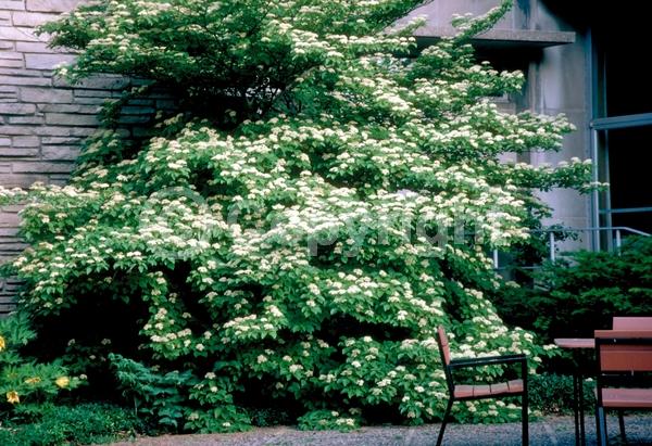 White blooms; Deciduous; Broadleaf; North American Native