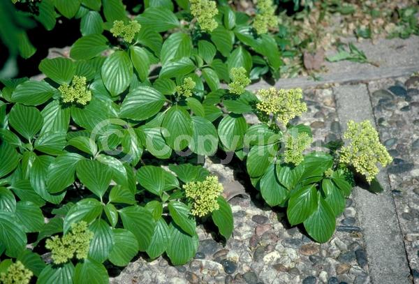 White blooms; Deciduous; Broadleaf; North American Native