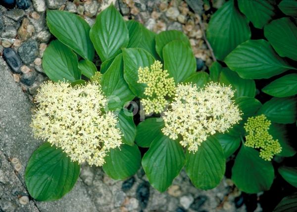 White blooms; Deciduous; Broadleaf; North American Native