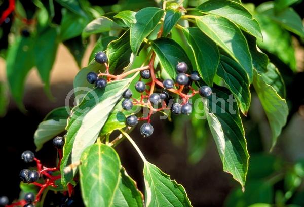 White blooms; Deciduous; Broadleaf; North American Native
