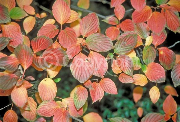 White blooms; Deciduous; Broadleaf; North American Native