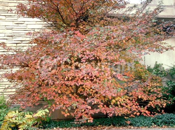White blooms; Deciduous; Broadleaf; North American Native