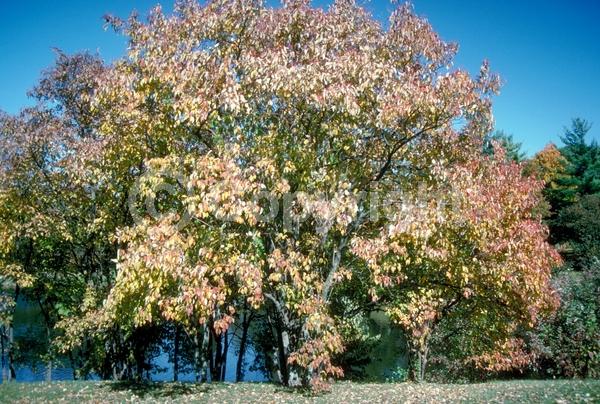 White blooms; Deciduous; Broadleaf; North American Native