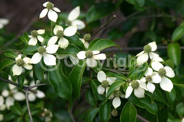 White blooms; Green blooms; Evergreen; Broadleaf