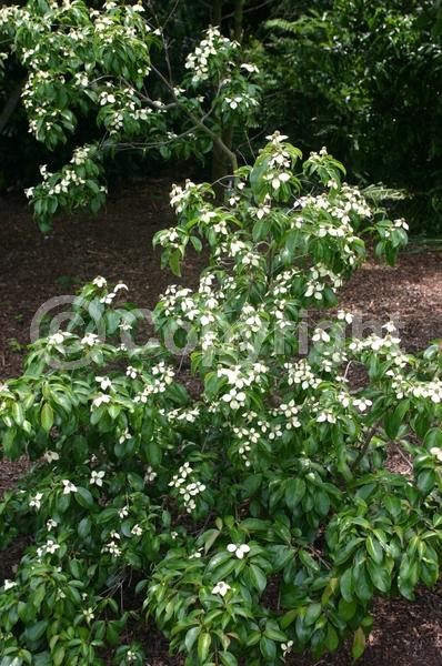 White blooms; Green blooms; Evergreen; Broadleaf