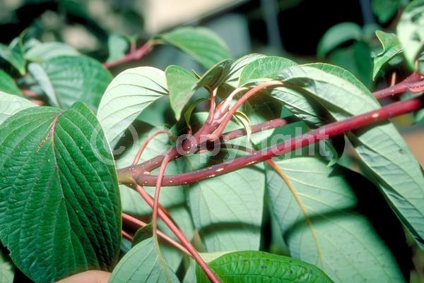 White blooms; Deciduous; Broadleaf