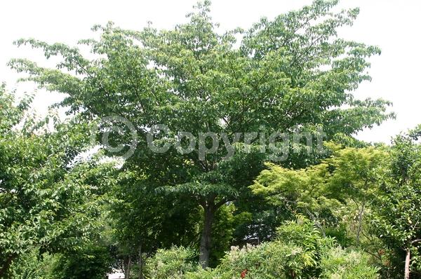 White blooms; Deciduous; Broadleaf