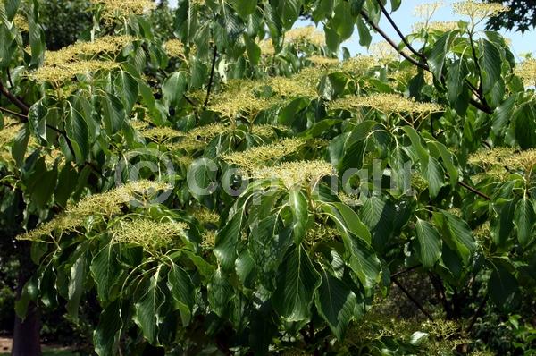 White blooms; Deciduous; Broadleaf