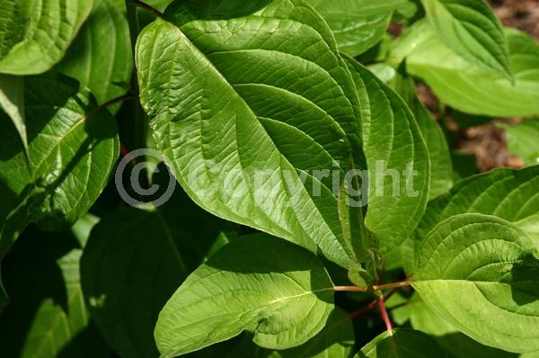 White blooms; Deciduous; Broadleaf
