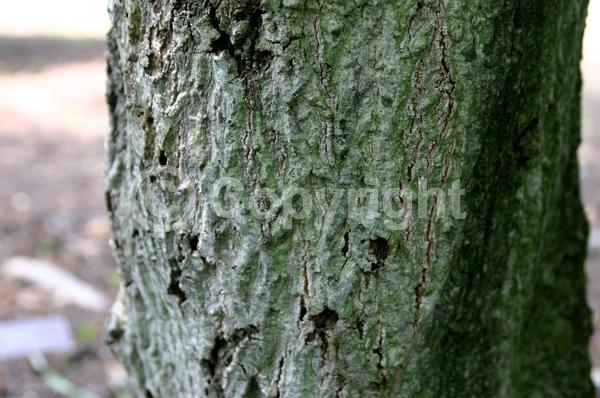 White blooms; Deciduous; Broadleaf
