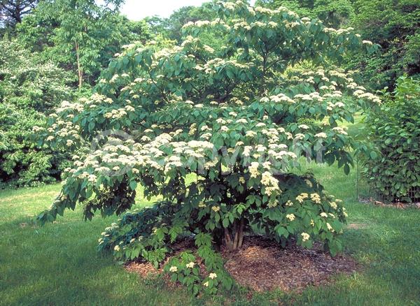 White blooms; Deciduous; Broadleaf