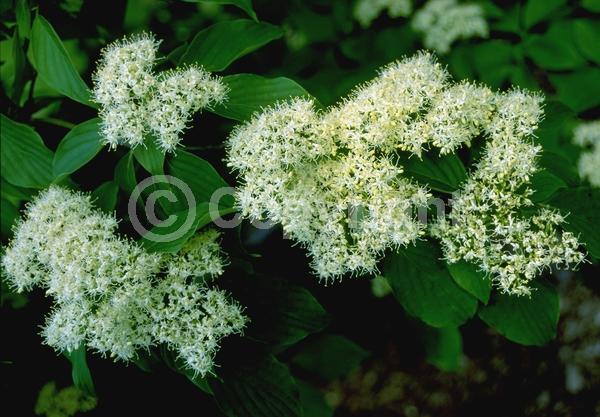 White blooms; Deciduous; Broadleaf
