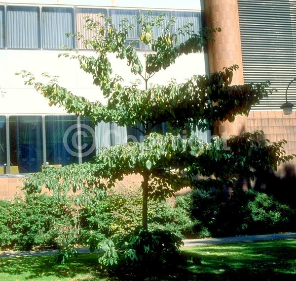 White blooms; Deciduous; Broadleaf