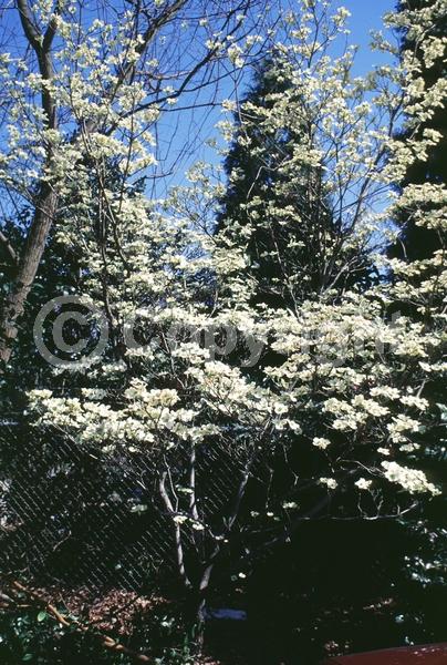 White blooms; Deciduous; Broadleaf