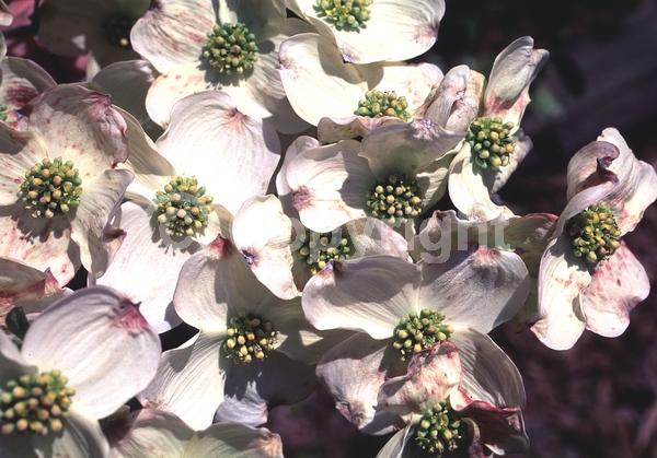 White blooms; Deciduous; Broadleaf