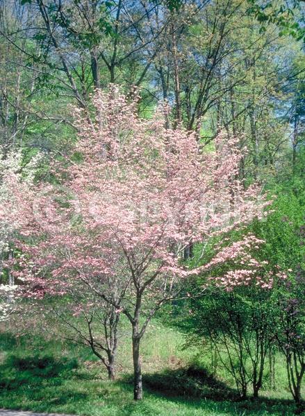 Red blooms; Deciduous; Broadleaf