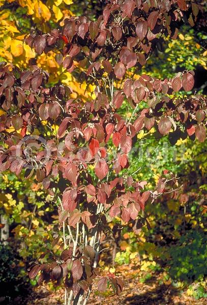 Red blooms; Deciduous; Broadleaf