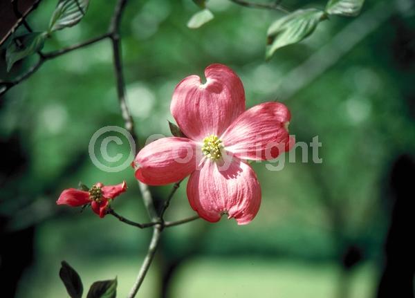 Red blooms; Deciduous; Broadleaf