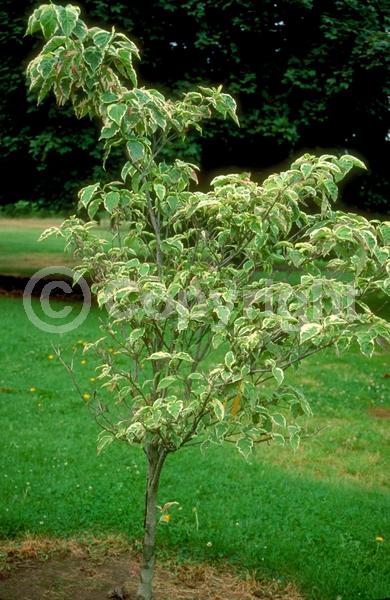 White blooms; Deciduous; Broadleaf; North American Native