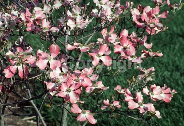 Red blooms; Deciduous; Broadleaf