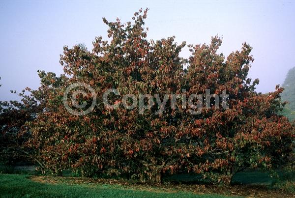 White blooms; Deciduous; Broadleaf