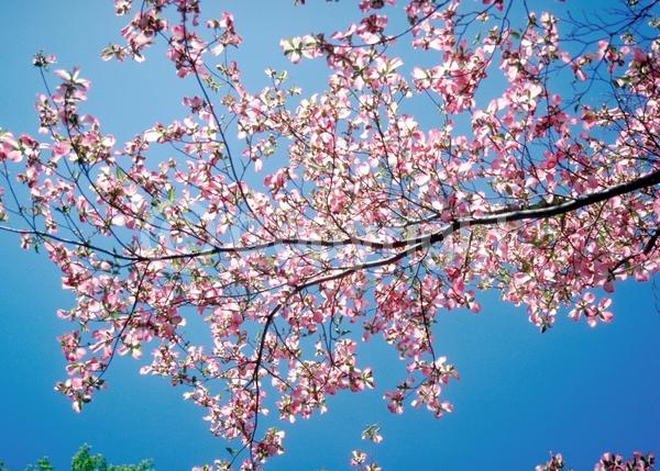 Red blooms; Deciduous; Broadleaf