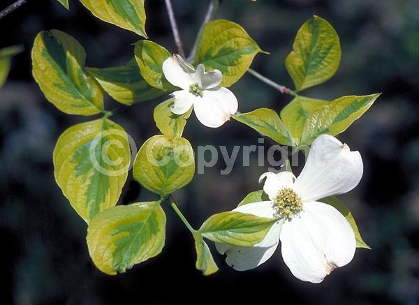 White blooms; Deciduous; Broadleaf