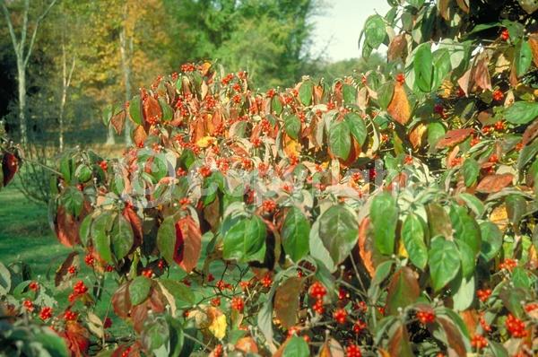 White blooms; Deciduous; Broadleaf