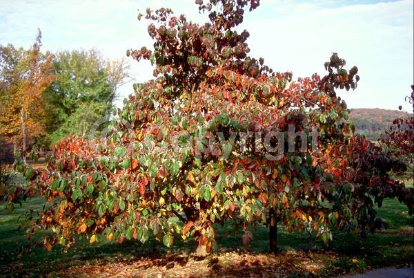 White blooms; Deciduous; Broadleaf