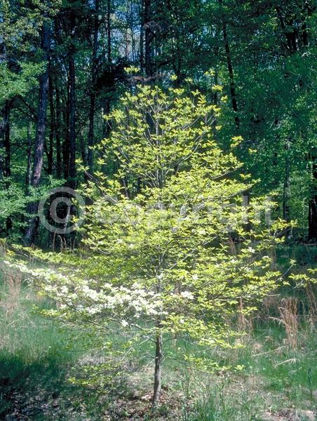 White blooms; Deciduous; Broadleaf