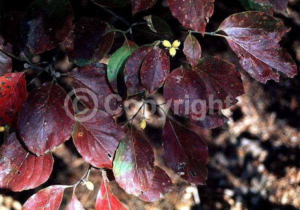 White blooms; Deciduous; Broadleaf