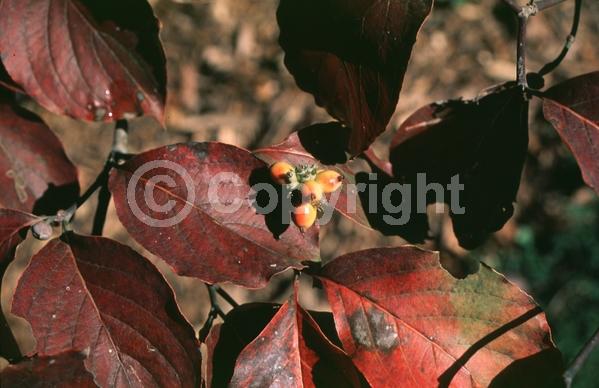White blooms; Deciduous; Broadleaf