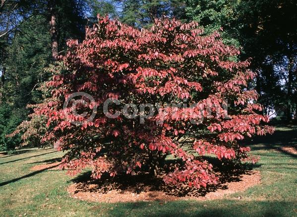 White blooms; Deciduous; Broadleaf