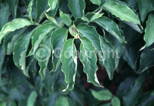 White blooms; Deciduous; Broadleaf
