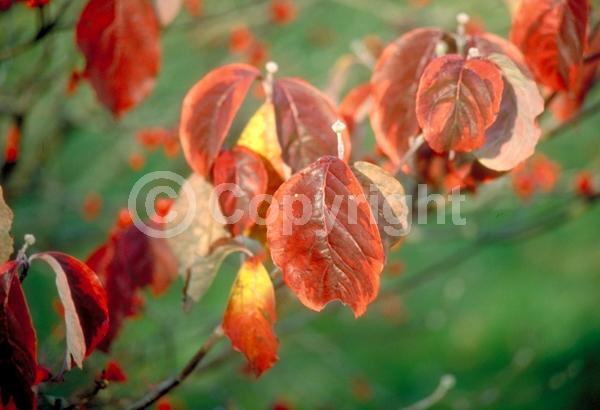White blooms; Deciduous; Broadleaf