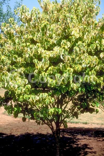White blooms; Deciduous; Broadleaf