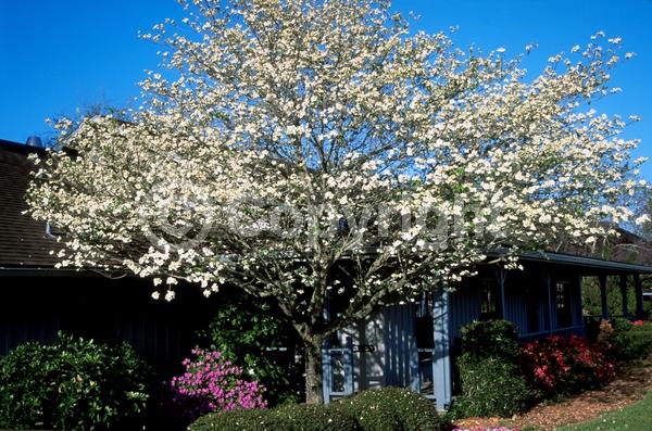 White blooms; Deciduous; Broadleaf; North American Native