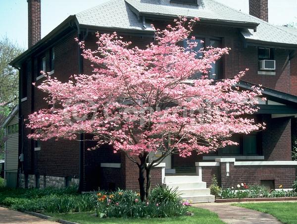 Pink blooms; Deciduous; Broadleaf; North American Native