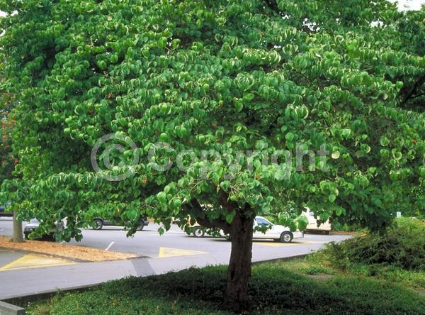 White blooms; Deciduous; Broadleaf; North American Native