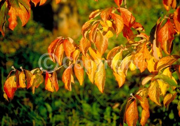 White blooms; Deciduous; Broadleaf; North American Native