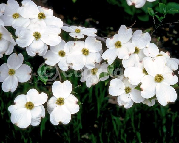 White blooms; Deciduous; Broadleaf; North American Native