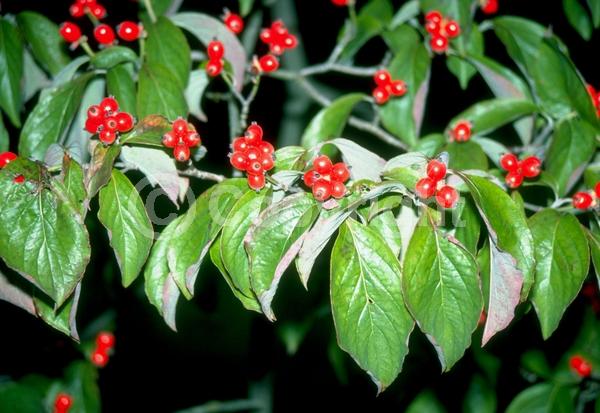 White blooms; Deciduous; Broadleaf; North American Native
