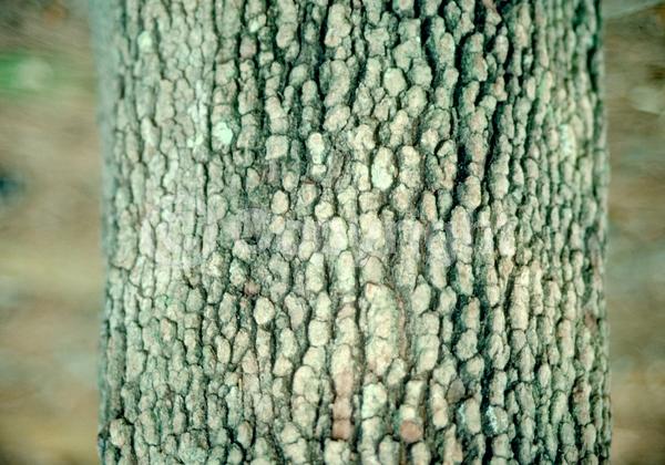 White blooms; Deciduous; Broadleaf; North American Native